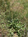 Rumex подвид horizontalis