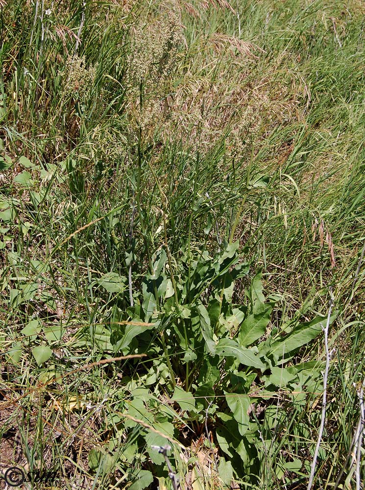 Изображение особи Rumex tuberosus ssp. horizontalis.