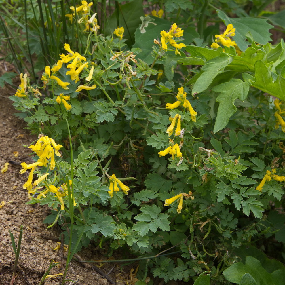 Изображение особи Corydalis speciosa.