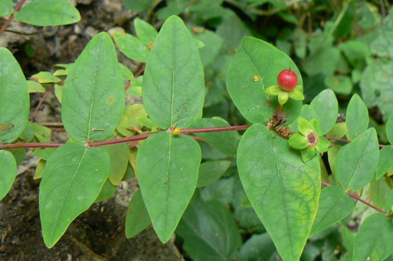 Изображение особи Hypericum androsaemum.