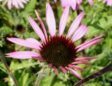 Echinacea purpurea. Соцветие. Германия, г. Дюссельдорф, Ботанический сад университета. 03.07.2014.