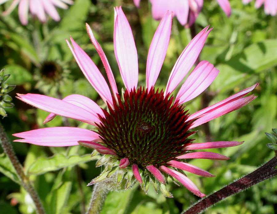 Изображение особи Echinacea purpurea.