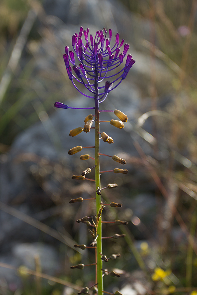 Изображение особи Leopoldia comosa.