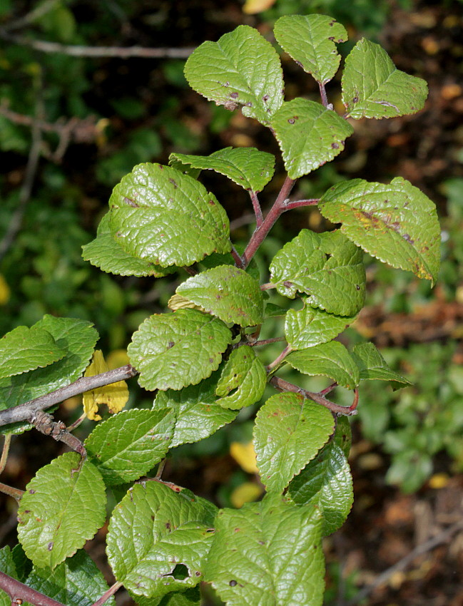 Изображение особи Prunus insititia var. juliana.