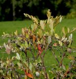 Chamaedaphne calyculata