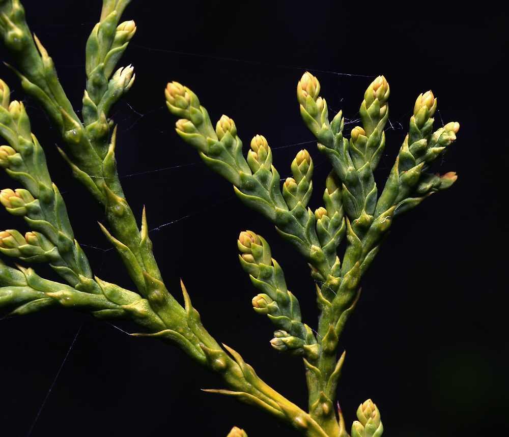 Image of Thuja occidentalis specimen.