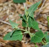 Atriplex davisii