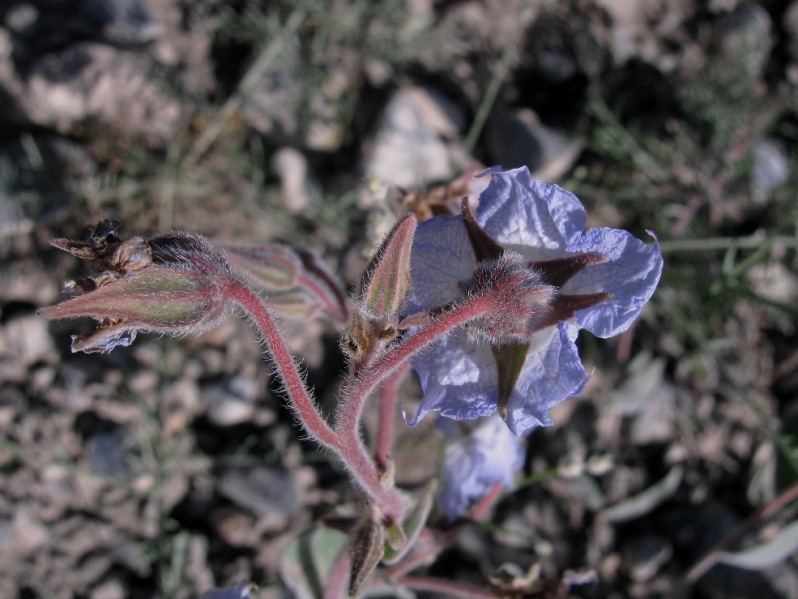 Image of Trichodesma incanum specimen.