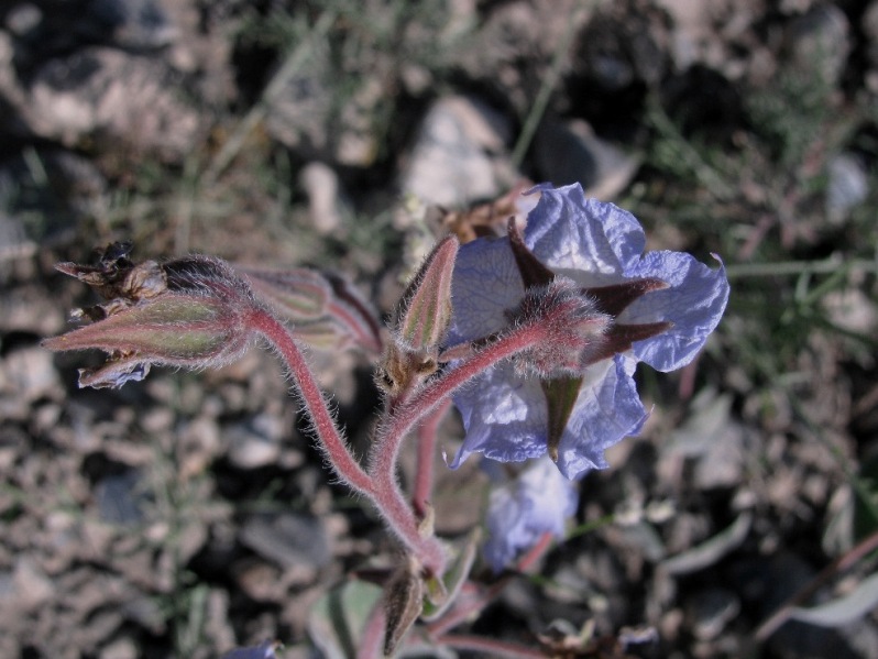 Изображение особи Trichodesma incanum.