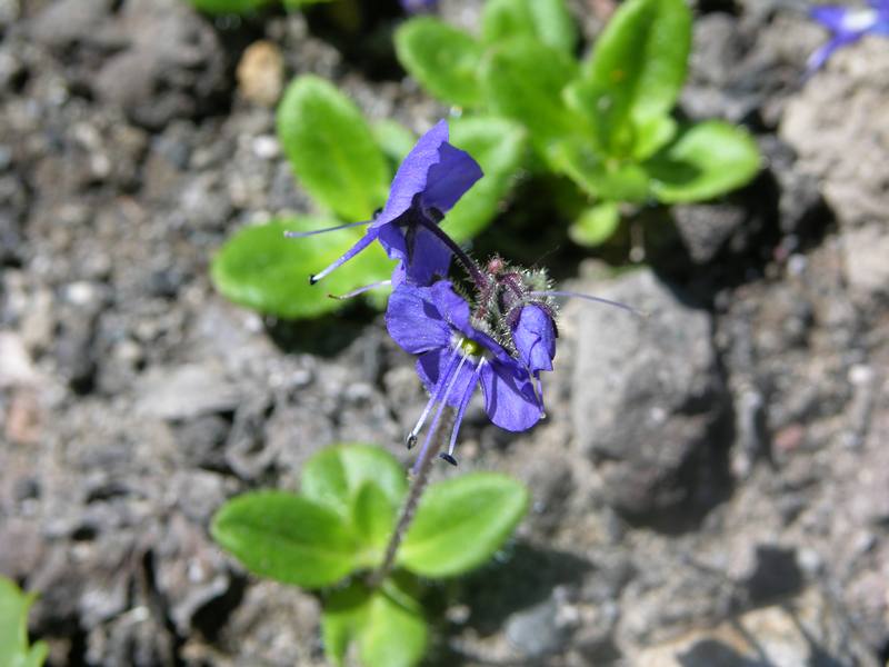 Изображение особи Veronica grandiflora.