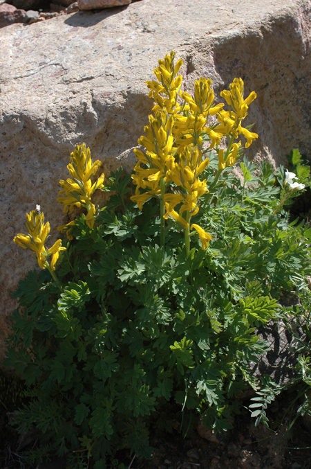 Image of Corydalis gortschakovii specimen.