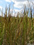 Typha angustifolia