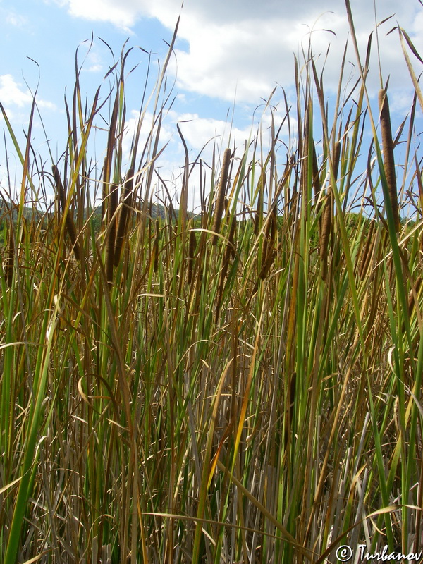 Изображение особи Typha angustifolia.