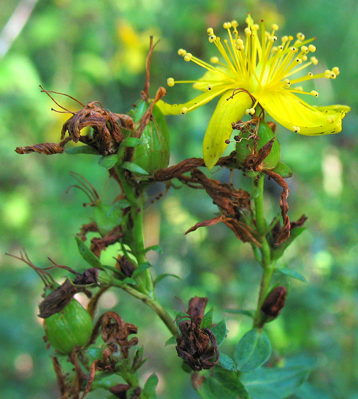 Image of Hypericum perforatum specimen.