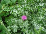 Silybum marianum