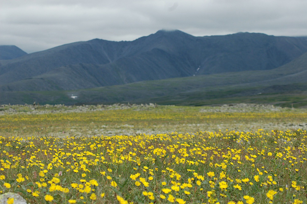 Изображение особи Hieracium alpinum.