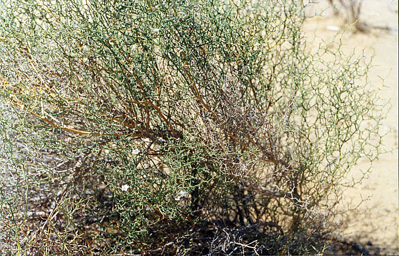 Image of Convolvulus erinaceus specimen.