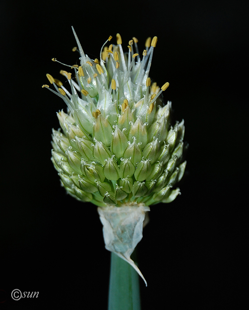 Изображение особи Allium fistulosum.