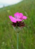 Dianthus andrzejowskianus