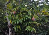 Annona reticulata. Ветви дерева с плодами. Андаманские острова, остров Лонг. 06.01.2015.
