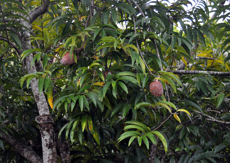 Image of Annona reticulata specimen.