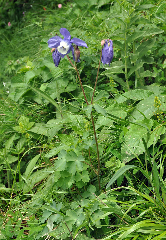 Изображение особи Aquilegia olympica.