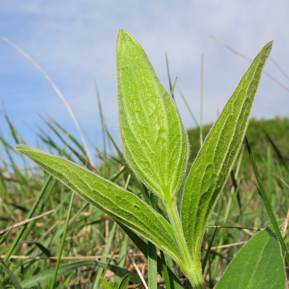 Image of Clematis integrifolia specimen.