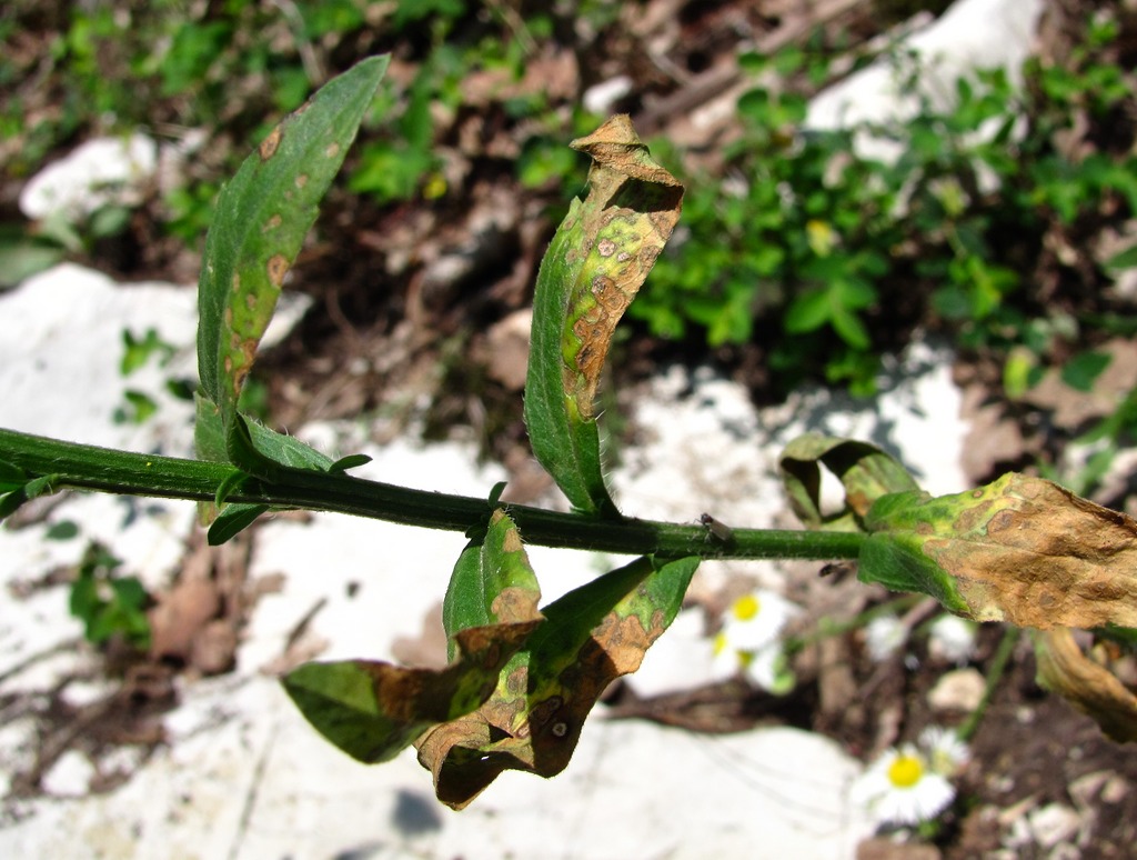 Image of Erigeron annuus specimen.