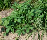 Potentilla intermedia. Вегетирующее растение. Московская обл., Раменский р-н, окр. ж.-д. платформы Хрипань, залежь. 30.07.2015.