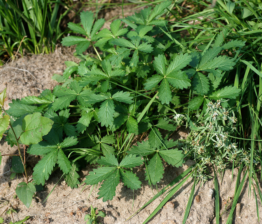 Image of Potentilla intermedia specimen.