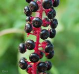 Phytolacca americana