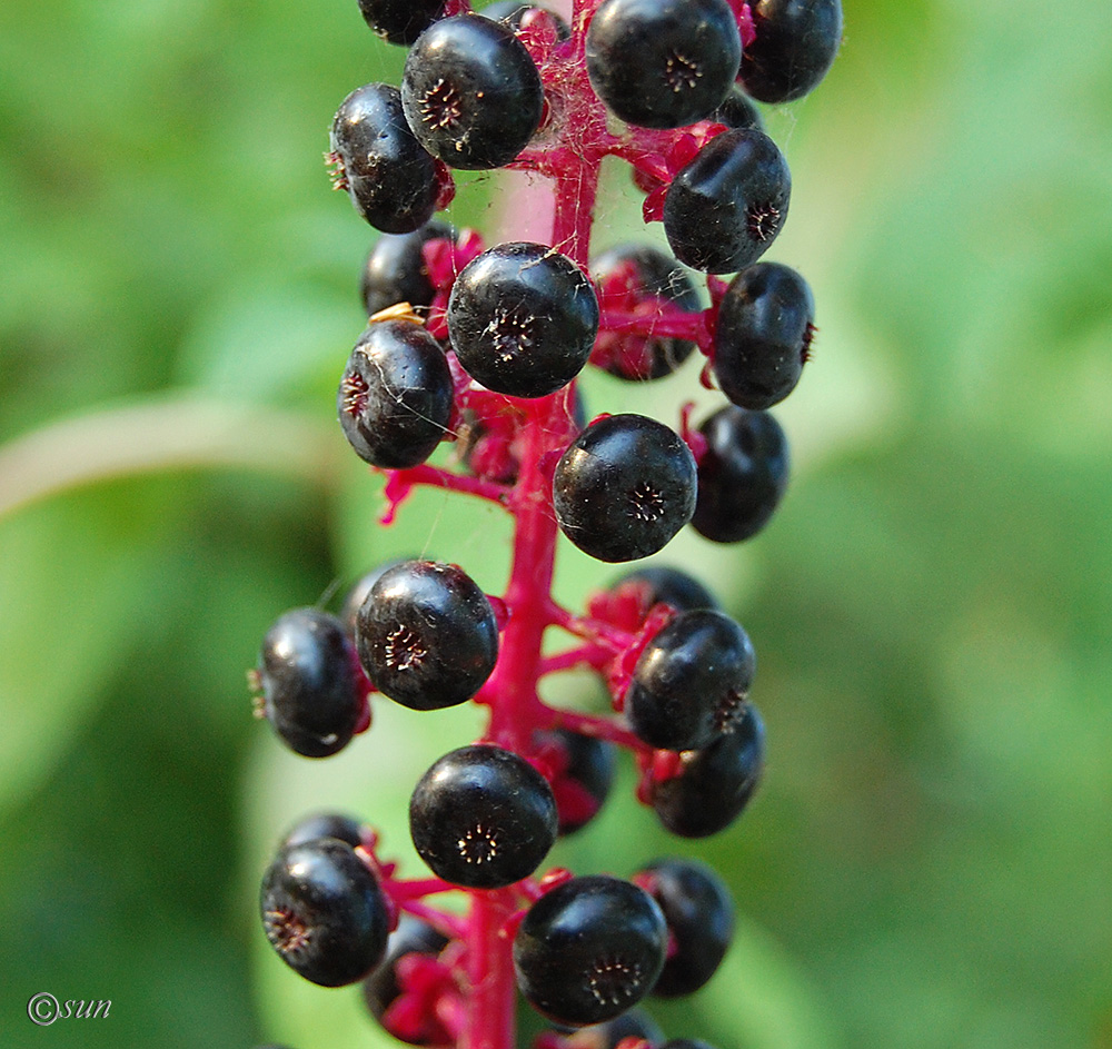 Изображение особи Phytolacca americana.