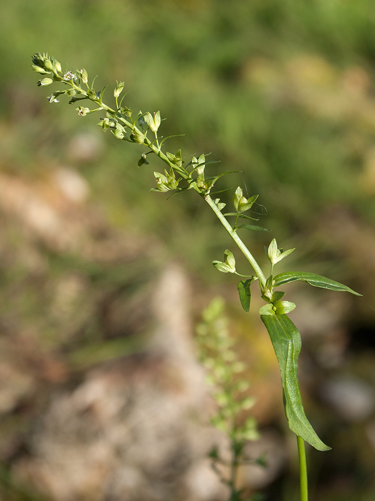 Image of Veronica anagallis-aquatica specimen.