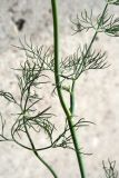 Foeniculum vulgare