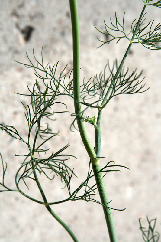 Image of Foeniculum vulgare specimen.
