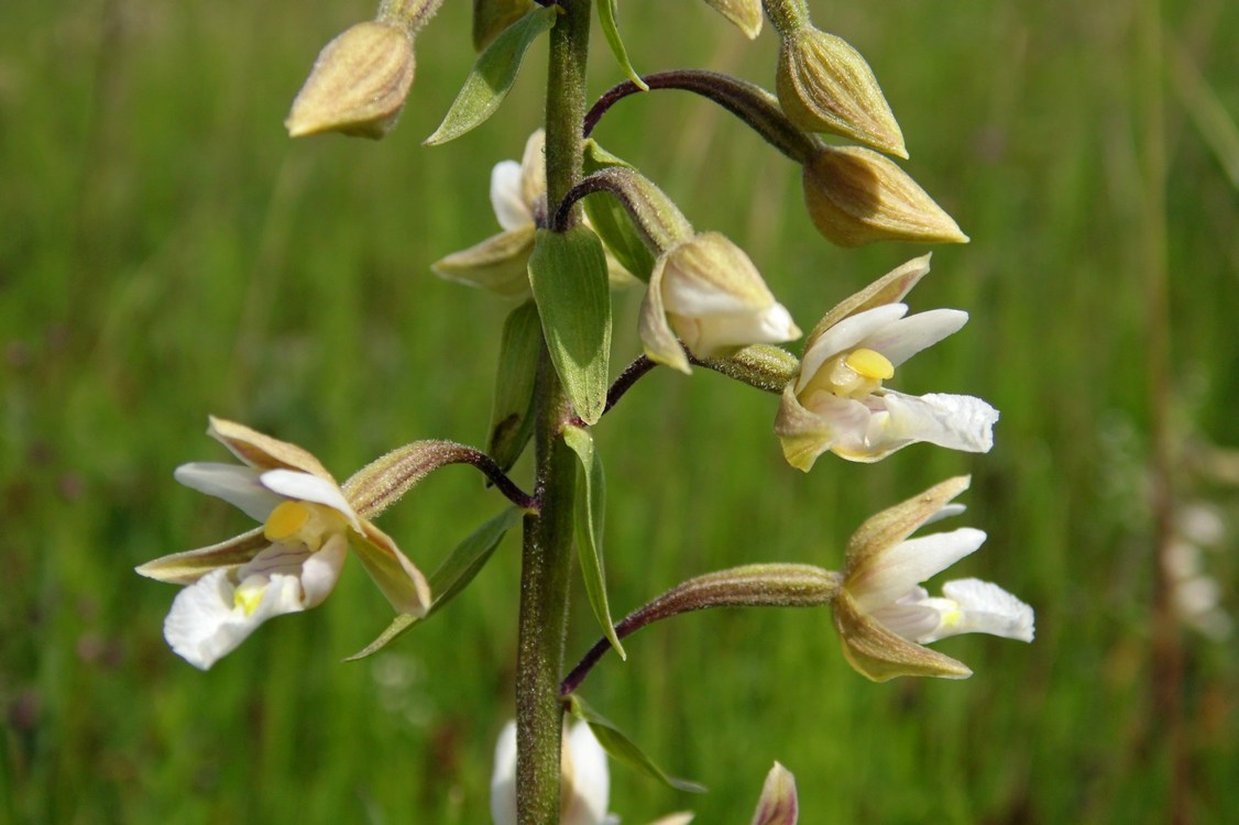 Изображение особи Epipactis palustris.