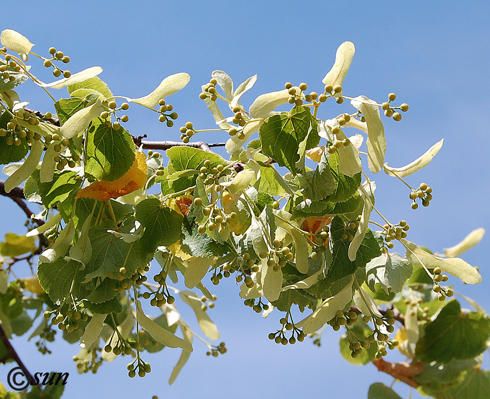 Image of Tilia cordata specimen.