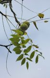 Juglans nigra. Верхушка веточки с соплодием. Бельгия, г. Брюгге, озеленение. Октябрь 2015 г.