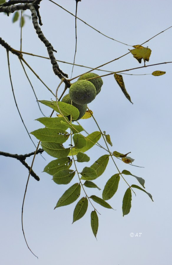 Image of Juglans nigra specimen.