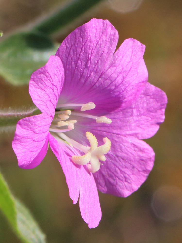 Изображение особи Epilobium hirsutum.