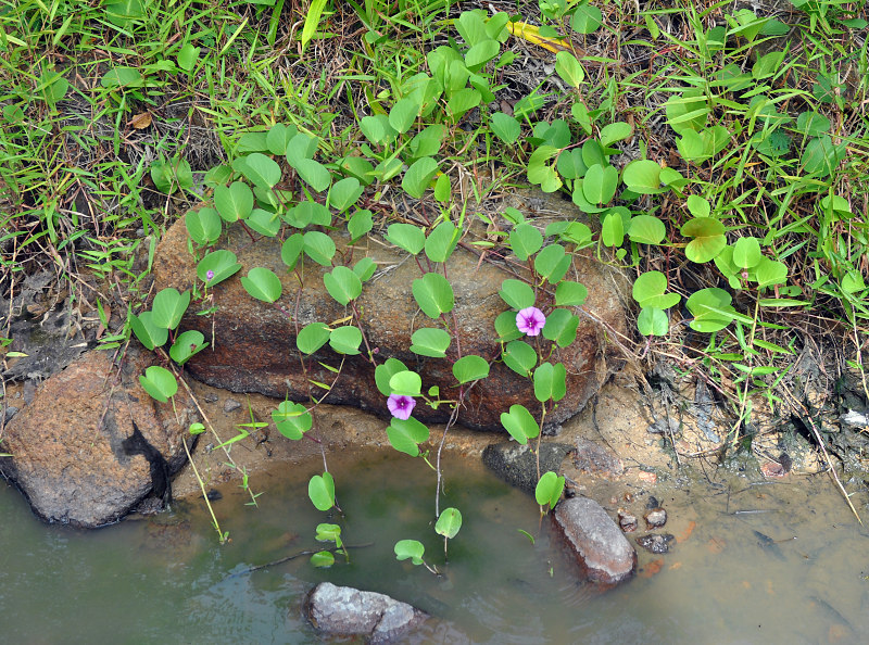 Image of Ipomoea pes-caprae specimen.