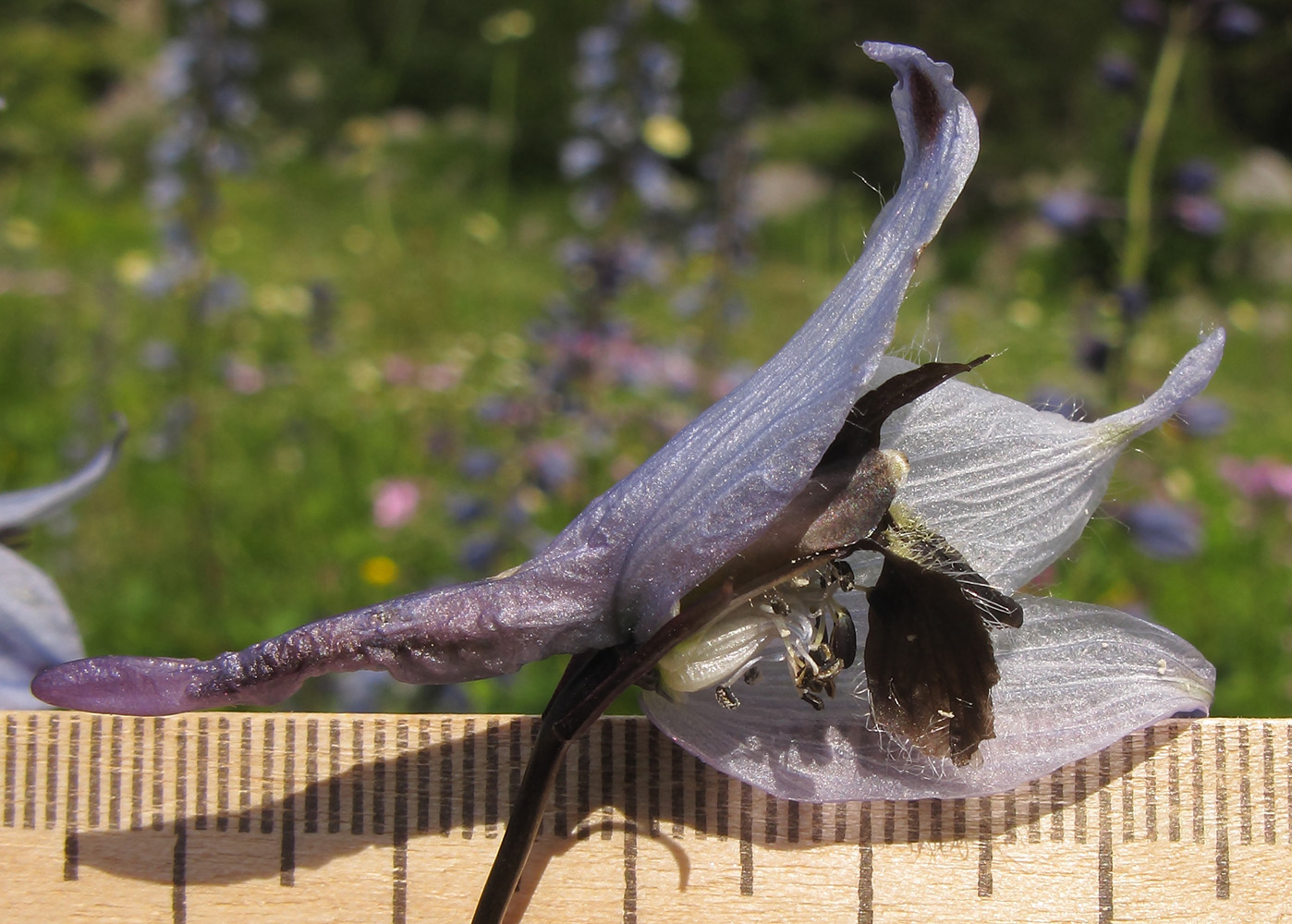 Изображение особи Delphinium flexuosum.