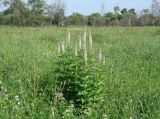 Veronicastrum sibiricum