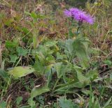 Centaurea abnormis. Отцветший и цветущие побеги. Адыгея, Кавказский биосферный заповедник, ур. Яворова Поляна, ≈ 1700 м н.у.м., субальпийский луг. 03.10.2015.