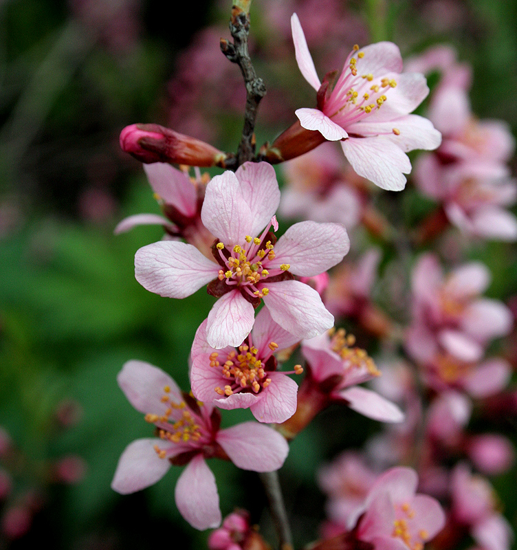 Изображение особи Amygdalus nana.