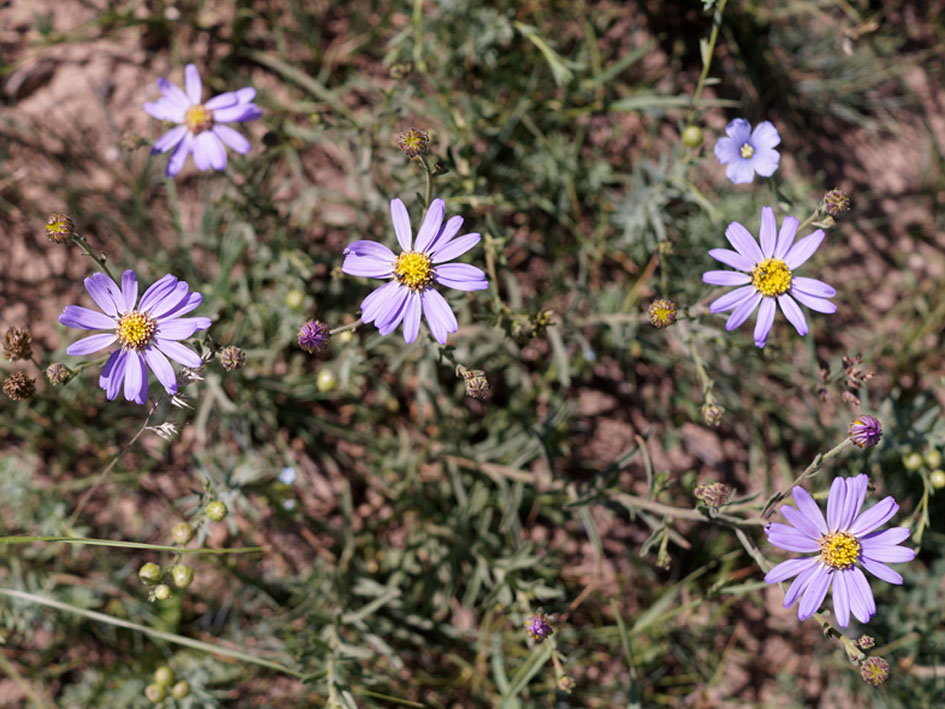 Изображение особи Heteropappus canescens.
