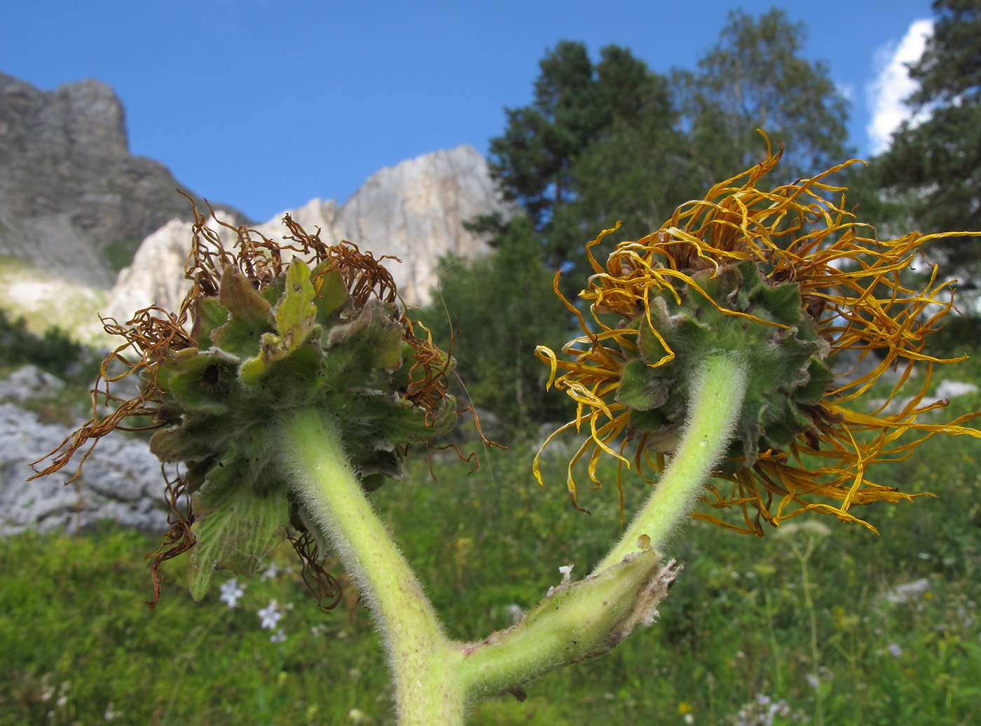 Изображение особи Inula magnifica.