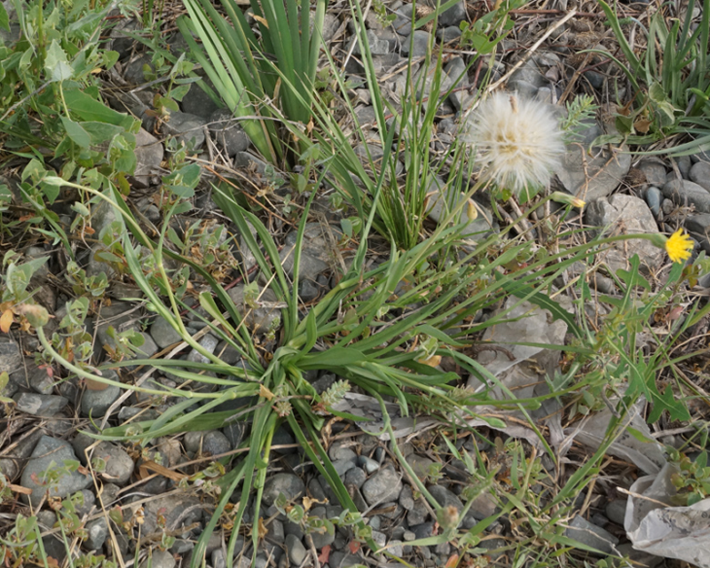 Image of Scorzonera parviflora specimen.