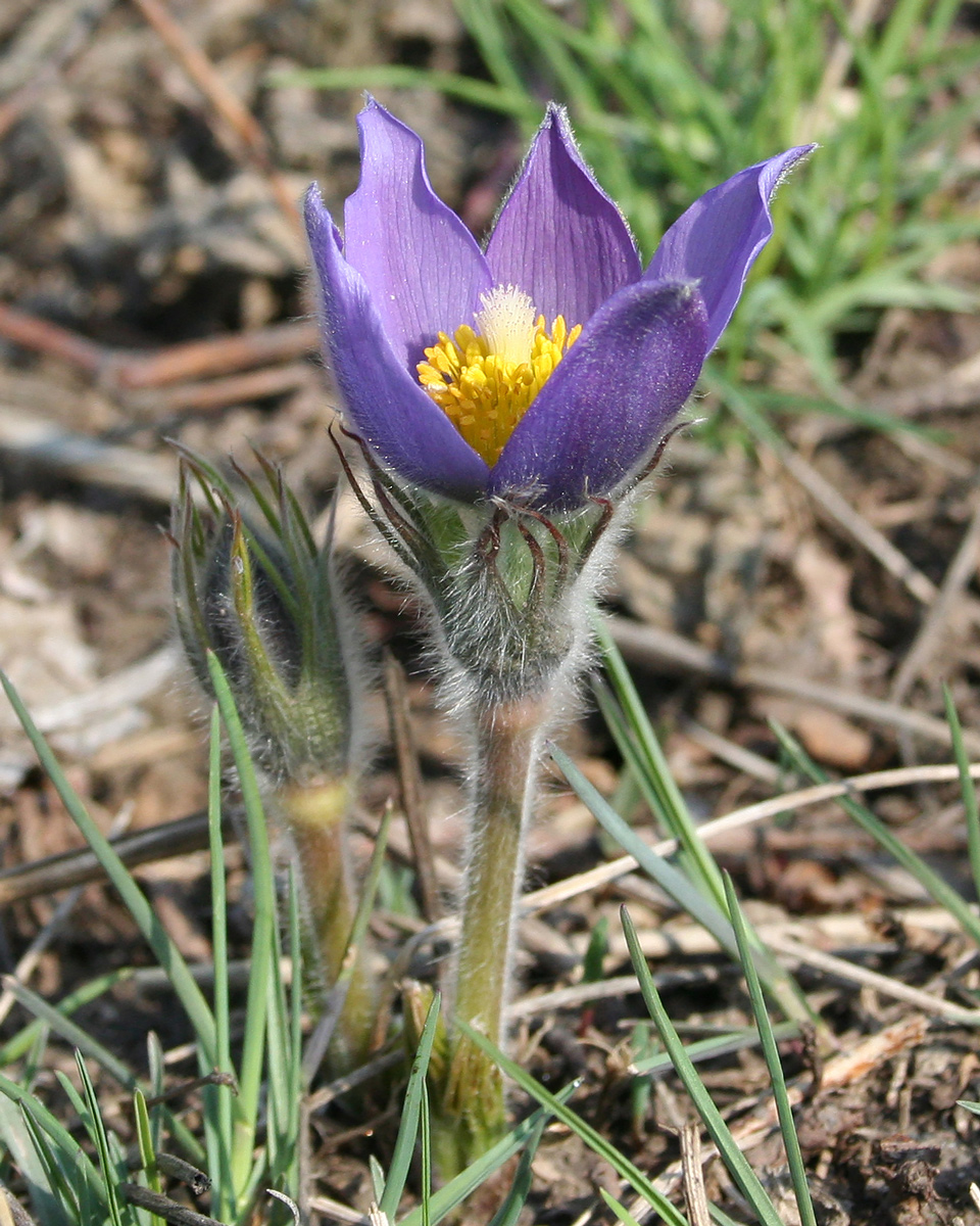 Image of Pulsatilla multifida specimen.