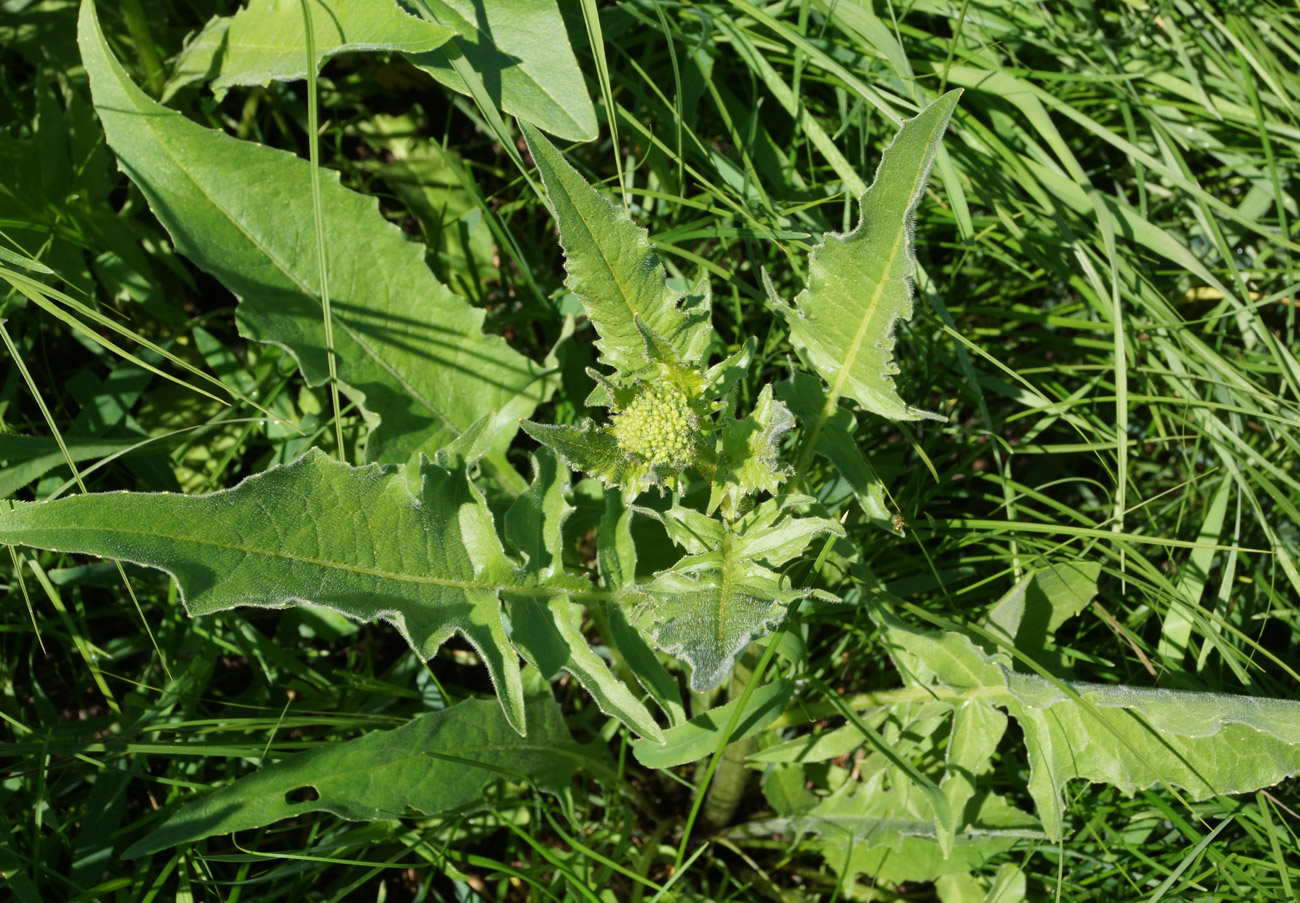 Image of Bunias orientalis specimen.